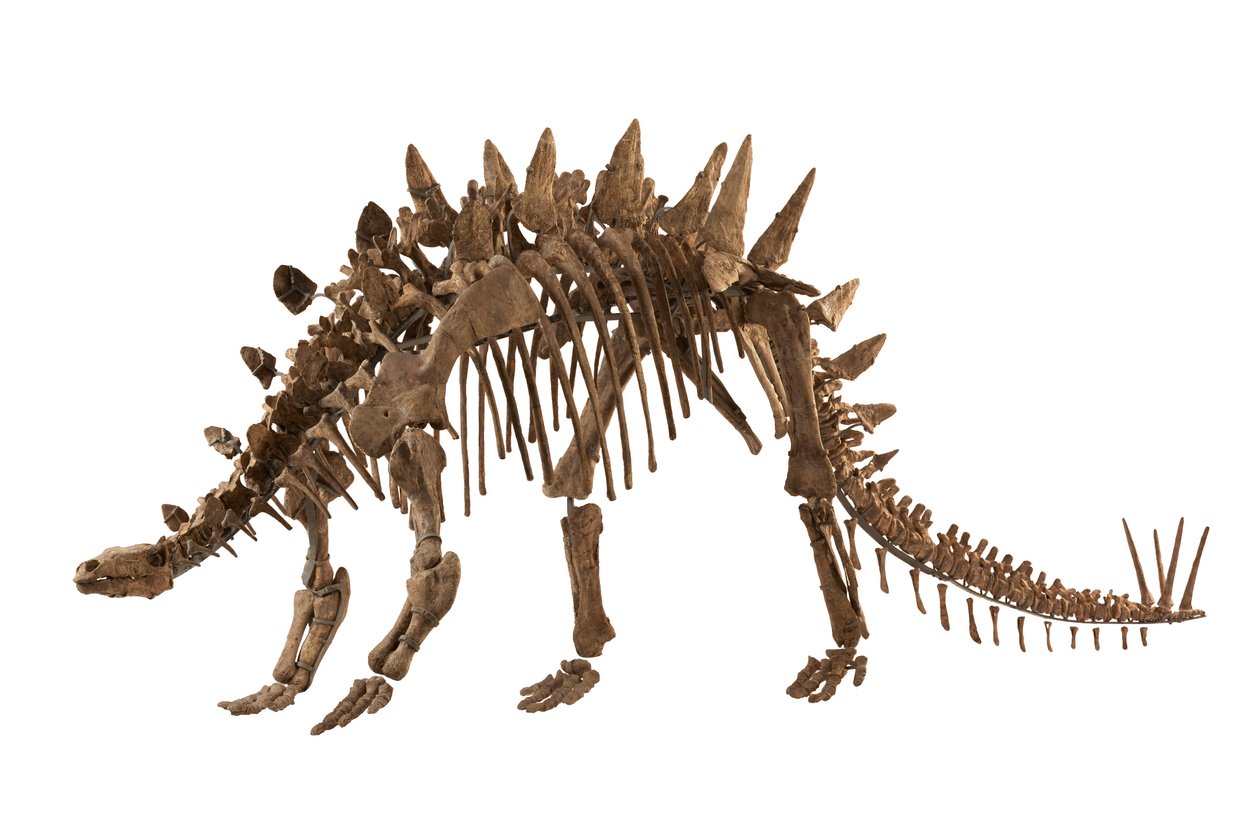 Chongqing, Kiina, Chongqingin luonnonhistoriallisessa museossa, Tuojiangosaurus, joka löydettiin vuonna 1974 Sichuanin maakunnasta läheltä Zigongin kaupunkia. Noin 70 prosenttia siitä on aitoa. tekijältä Ira Block