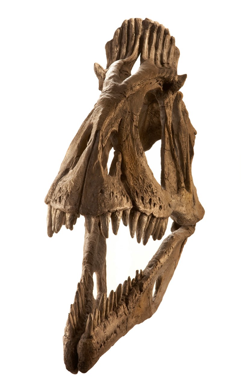 Cryolophosaurus valettu Augustana Collegessa, Rock Island, Illinois. tekijältä Ira Block