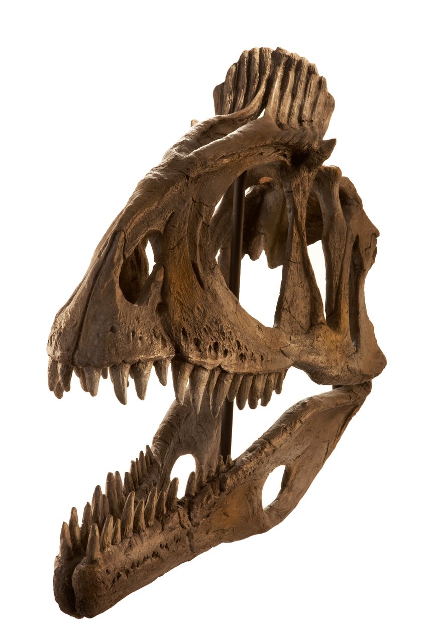 Cryolophosaurus valettu Augustana Collegessa, Rock Island, Illinois. tekijältä Ira Block