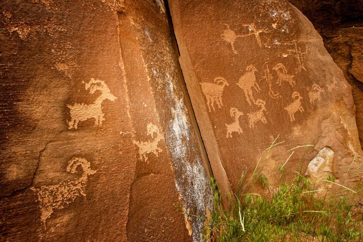 Nine Mile Canyonissa, lampaita lähellä Sandhill Crane -petroglyfipaikkaa, 2005 (kuva). tekijältä Ira Block