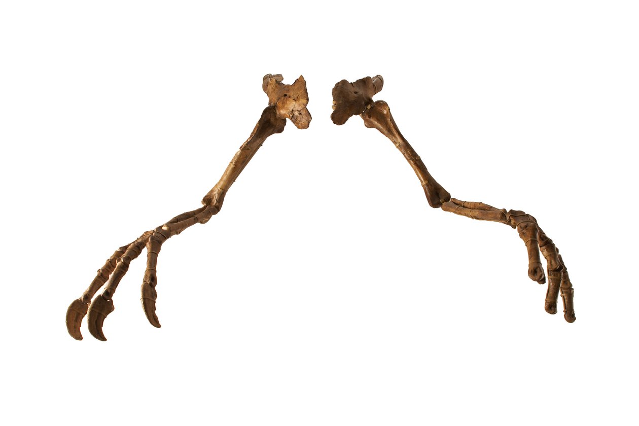 Mongolialainen dinosaurus Deinocheirus, jolla on jättimäiset kädet ja kynnet. tekijältä Ira Block