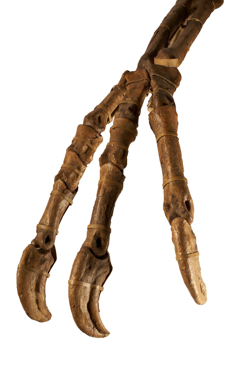 Mongolialainen dinosaurus Deinocheirus, jolla on jättimäiset kädet ja kynnet. tekijältä Ira Block