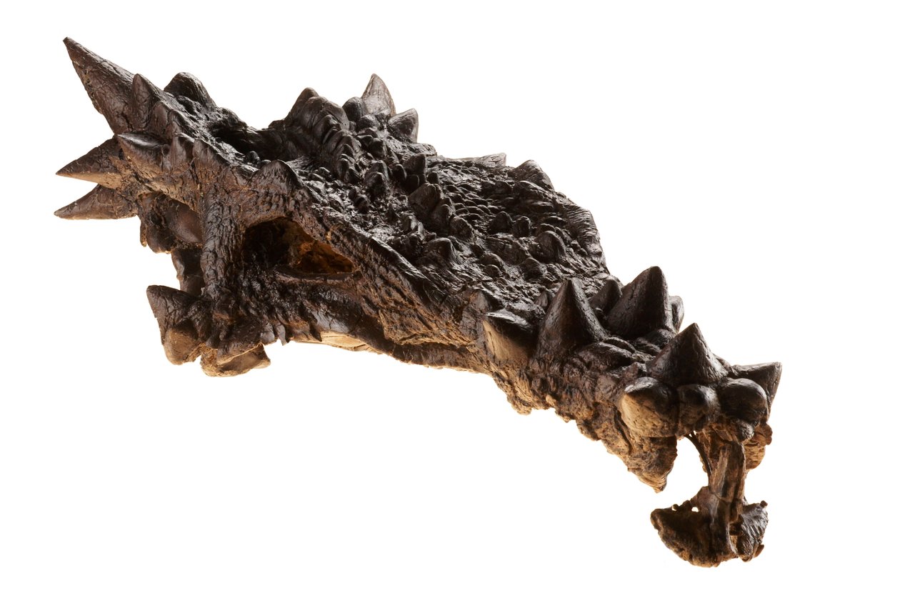Dracorexin kallo Indianapolisin lastenmuseossa Indianassa. tekijältä Ira Block