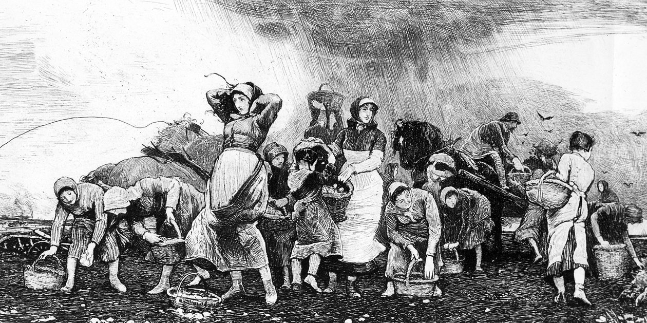 Perunankorjuu, noin 1870-luku tekijältä Irish School