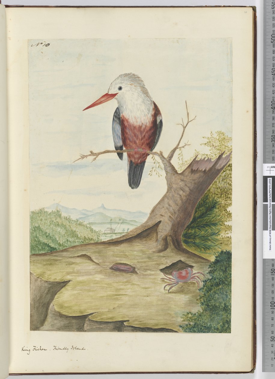 F.10 Kuningaskalastaja. Ystävälliset saaret, 1772-75 (wc) tekijältä Isaac Smith