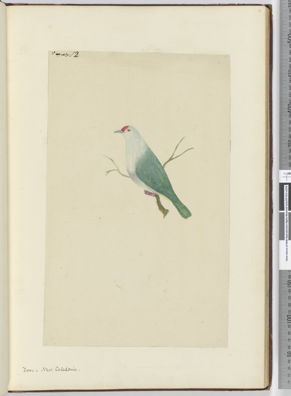 F.12 Kyyhkynen. Uusi-Kaledonia, 1772-75 (wc) tekijältä Isaac Smith