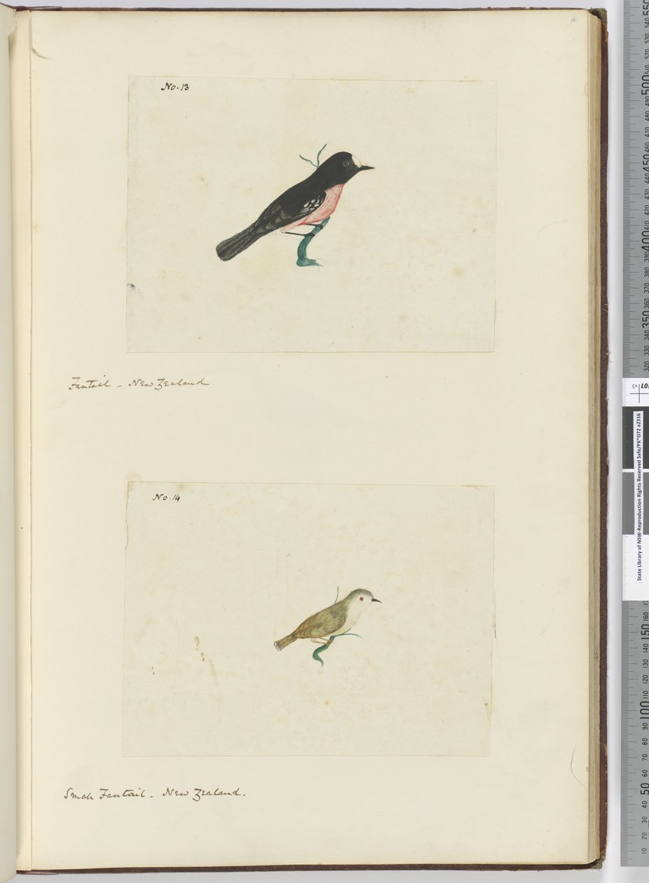 F.13 Fantail. Uusi-Seelanti F.14 Pieni fantail. Uusi-Seelanti, 1772-75 (wc) tekijältä Isaac Smith