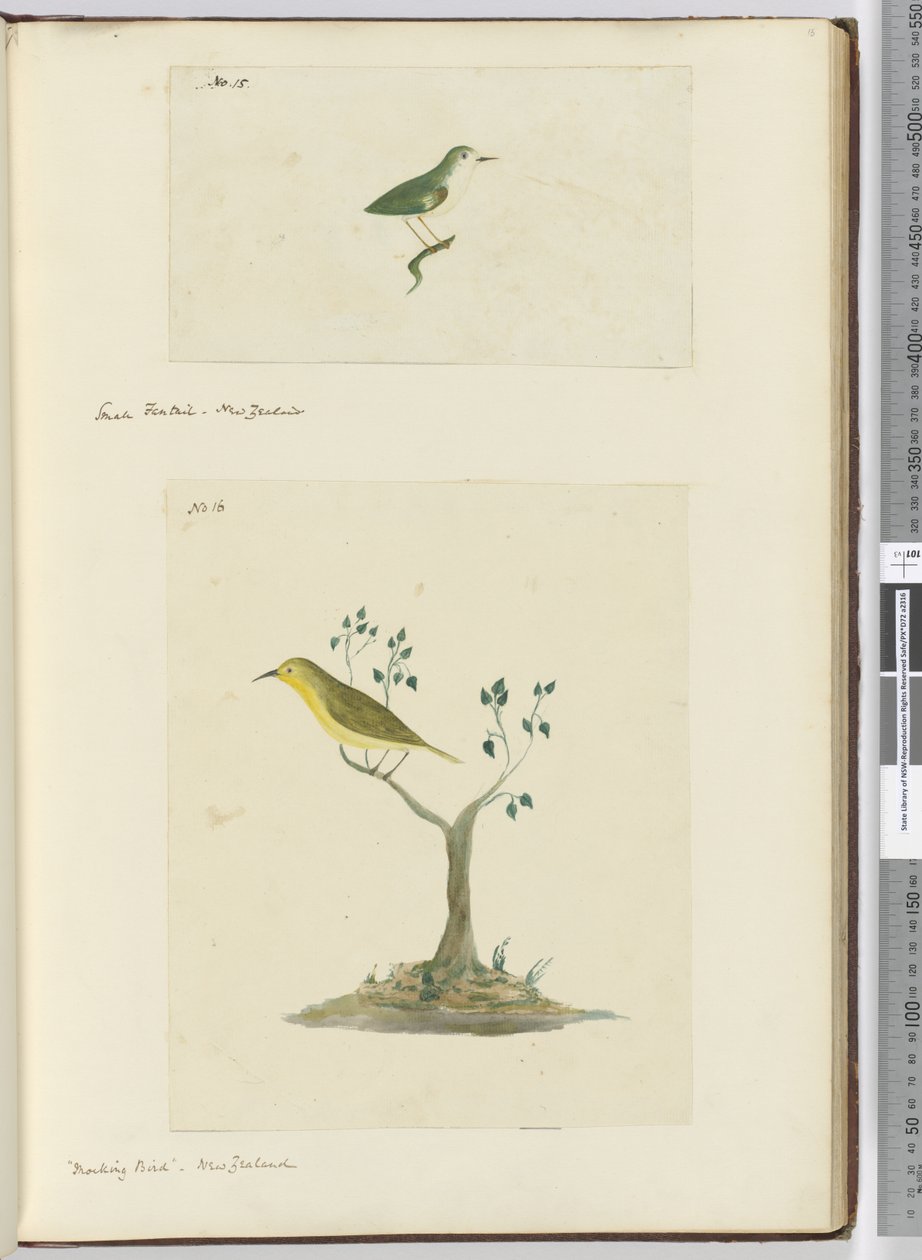 F.15 Pieni fantail. Uusi-Seelanti F.16 Pilkkaava lintu. Uusi-Seelanti, 1772-75 (wc) tekijältä Isaac Smith
