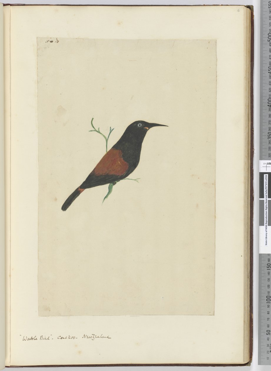 F.18 Hellakkolintu. Käki. Uusi-Seelanti, 1772-75 (wc) tekijältä Isaac Smith