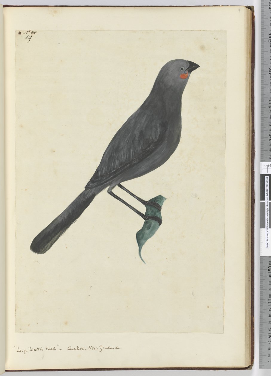 F.19 Suuri hellakkolintu, käki. Uusi-Seelanti, 1772-75 (wc) tekijältä Isaac Smith