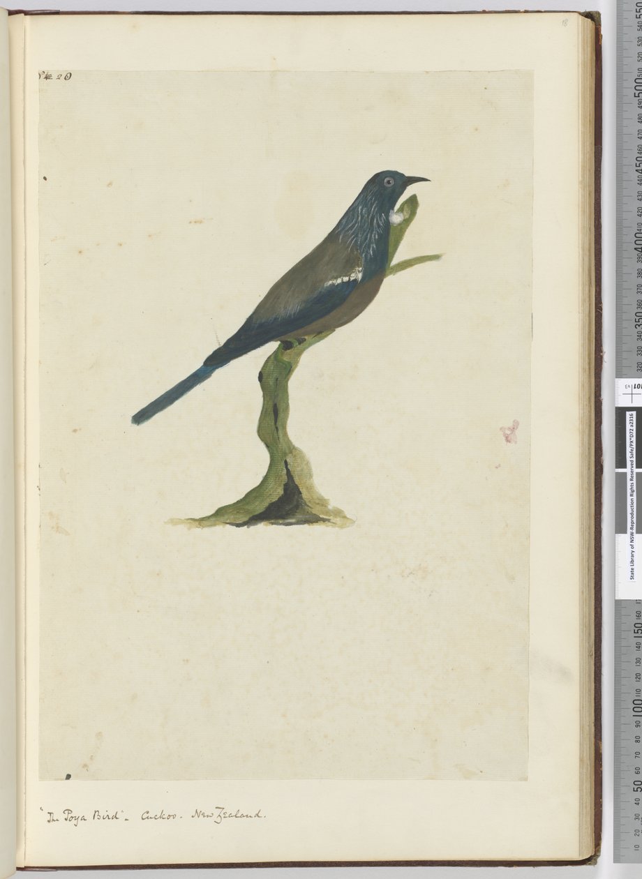 F.20 Poyalintu, käki. Uusi-Seelanti, 1772-75 (wc) tekijältä Isaac Smith
