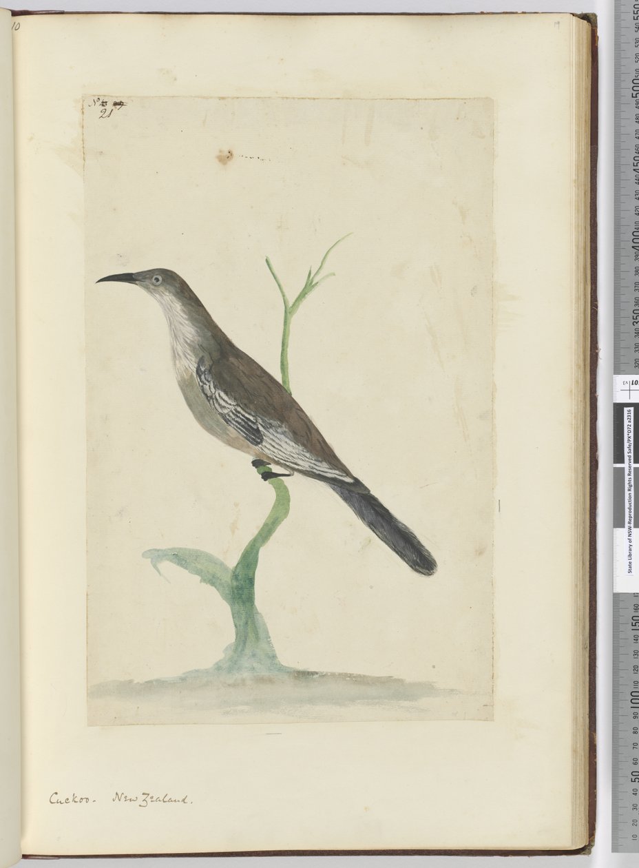 F.21 Käki. Uusi-Seelanti, 1772-75 (wc) tekijältä Isaac Smith