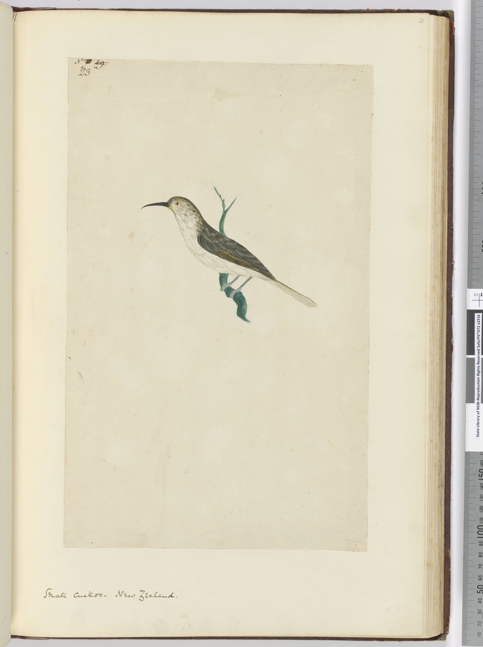 F.23 Pieni käki. Uusi-Seelanti, 1772-75 (wc) tekijältä Isaac Smith