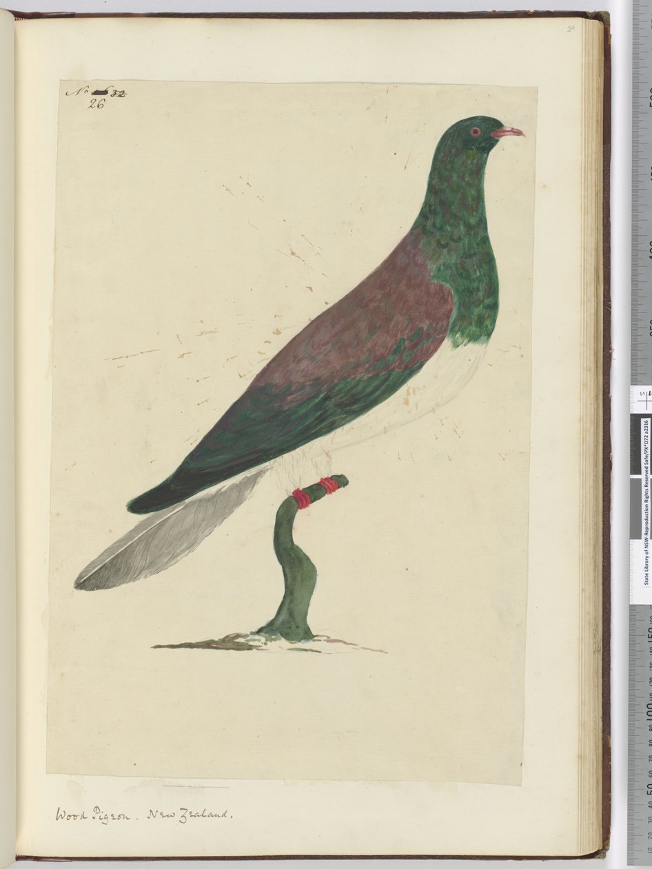 F.26 Puukyyhkynen. Uusi-Seelanti, 1772-75 (wc) tekijältä Isaac Smith