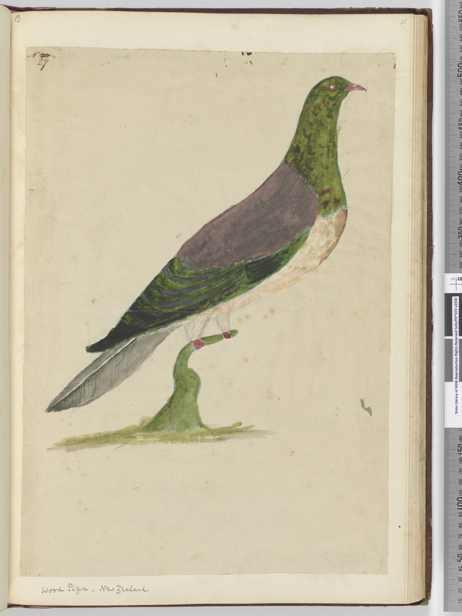 F.27 Puukyyhkynen. Uusi-Seelanti, 1772-75 (wc) tekijältä Isaac Smith