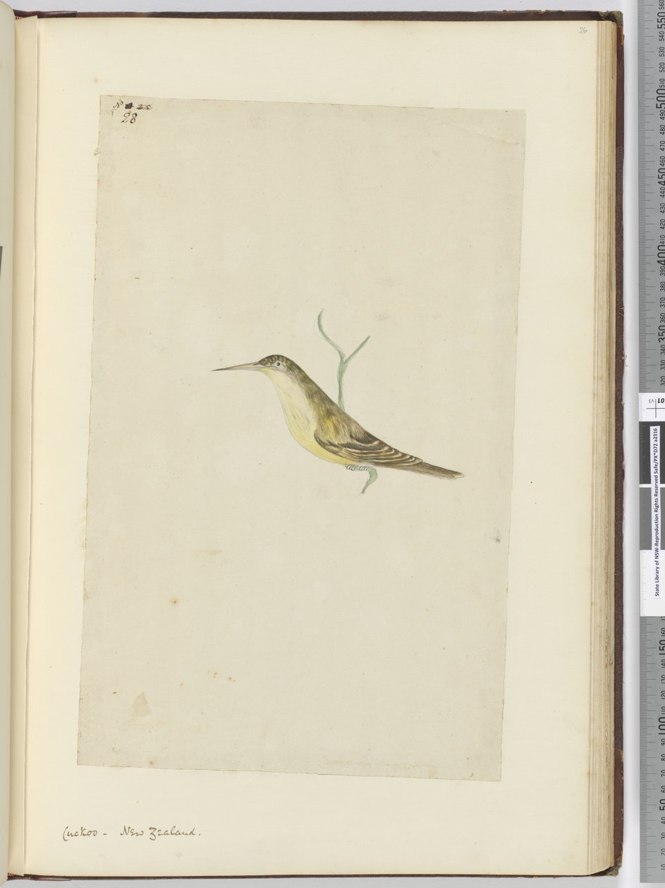 F.28 Käki. Uusi-Seelanti, 1772-75 (wc) tekijältä Isaac Smith