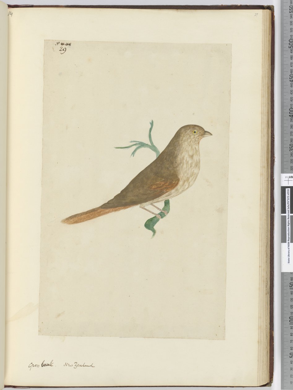 F.29 Karkea nokka. Uusi-Seelanti, 1772-75 (wc) tekijältä Isaac Smith