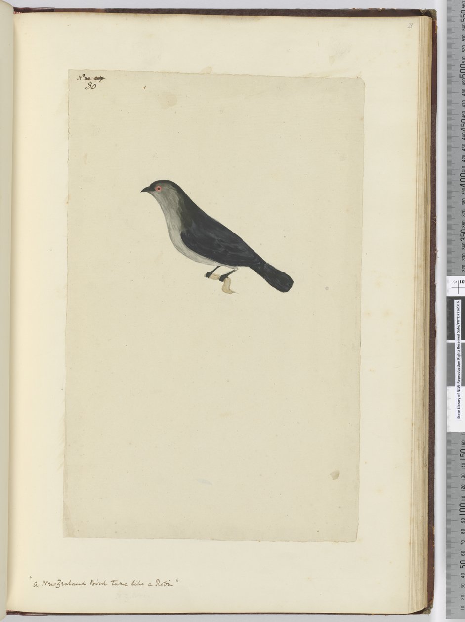 F.30 Uusiseelantilainen lintu kesy kuin robin, 1772-75 (wc) tekijältä Isaac Smith
