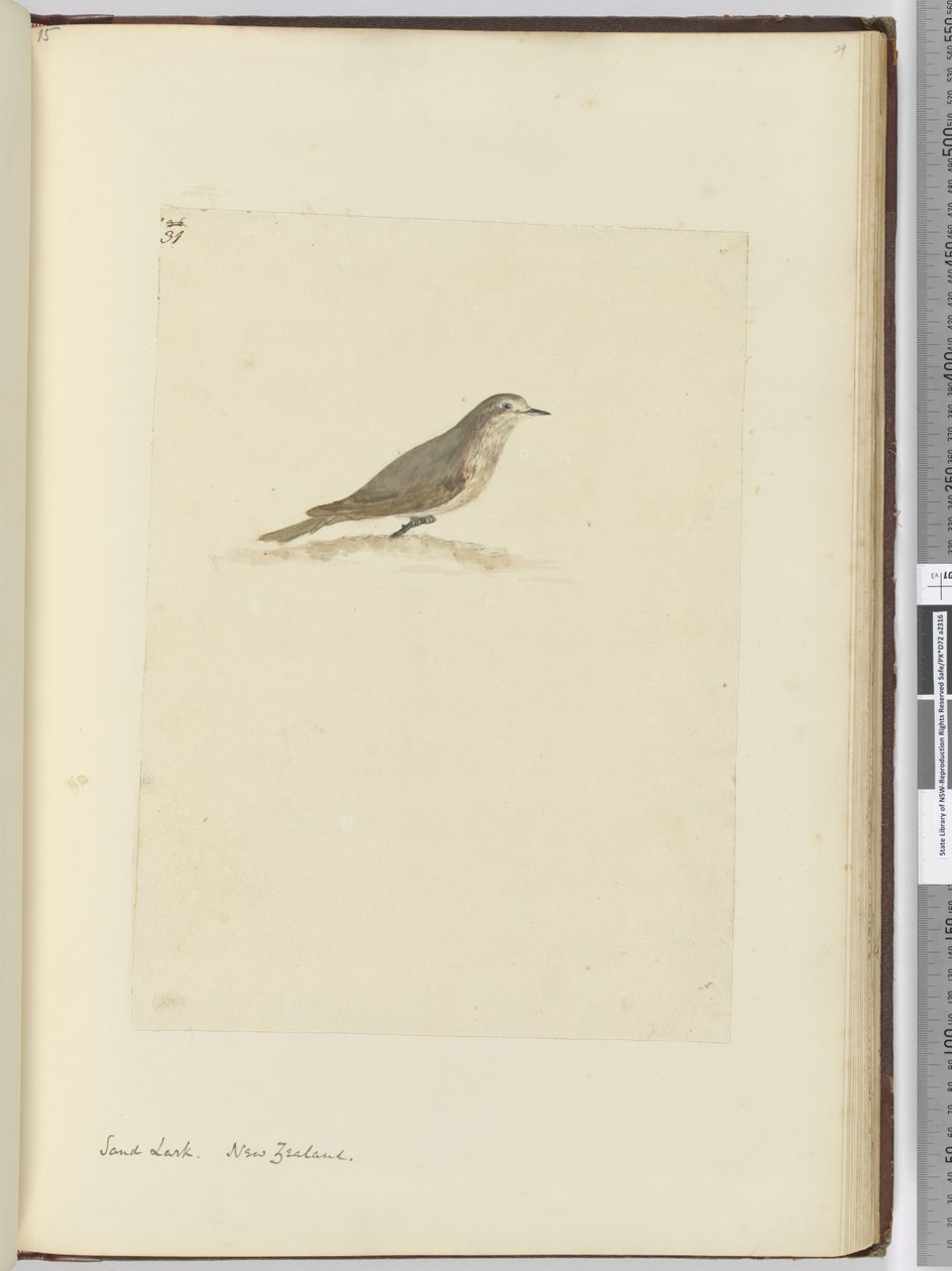 F.31 Hiekkakiuru. Uusi-Seelanti, 1772-75 (wc) tekijältä Isaac Smith