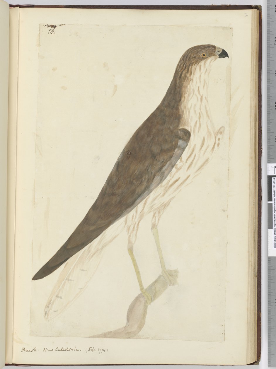 F.32 Hawk. Uusi-Caledonia. (syyskuu 1774), 1772-75 (wc) tekijältä Isaac Smith