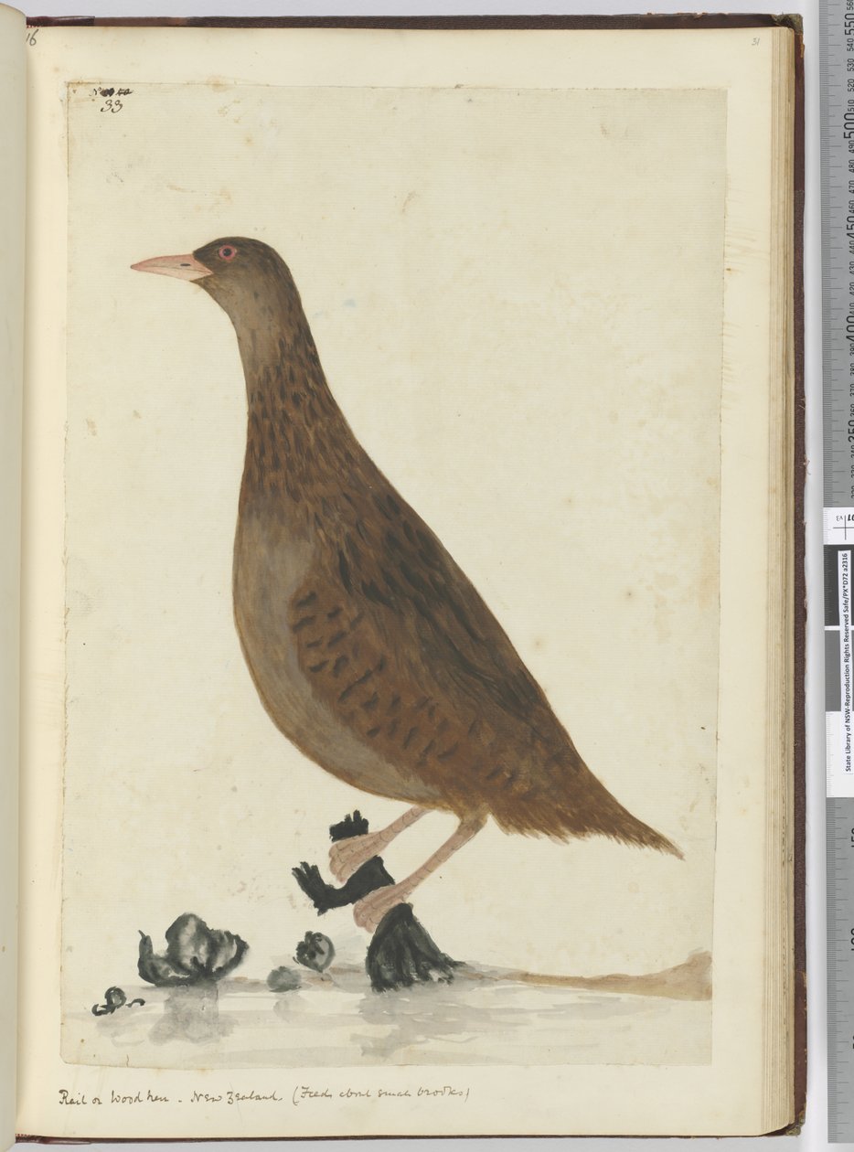 F.33 Kisko- tai puukana. Uusi Seelanti. (Syötteet pienistä puroista), 1772-75 (wc) tekijältä Isaac Smith