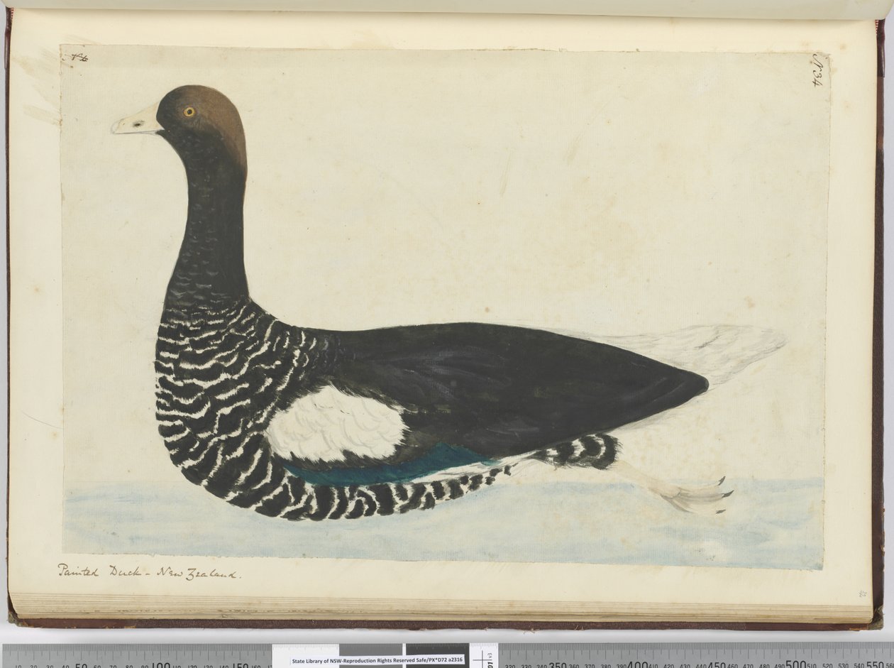 F.34 Maalattu ankka. Uusi-Seelanti, 1772-75 (wc) tekijältä Isaac Smith