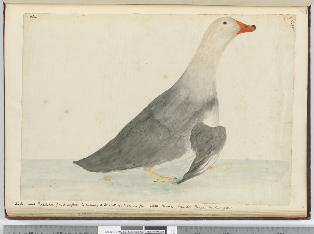 F.35 Ankka kutsui Kilpahevosta nopeudestaan vedessä juoksemisessa, mutta se ei osaa lentää. Staten Island Tierra del Fuego. Paino 29 lbs, 1772-75 (wc) tekijältä Isaac Smith