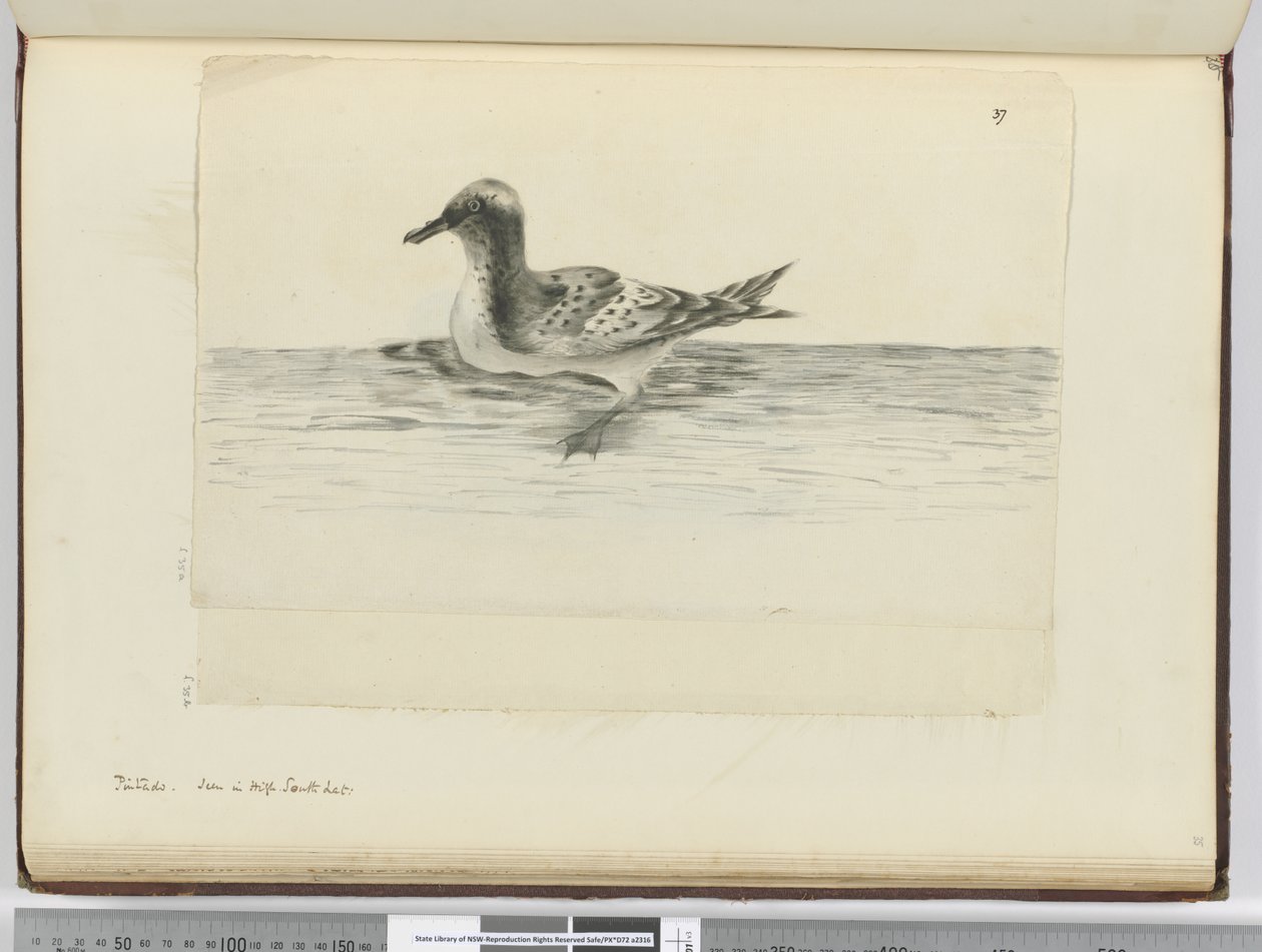 F.37a Pintado. Nähty korkealla etelälat., 1772-75 (wc) tekijältä Isaac Smith
