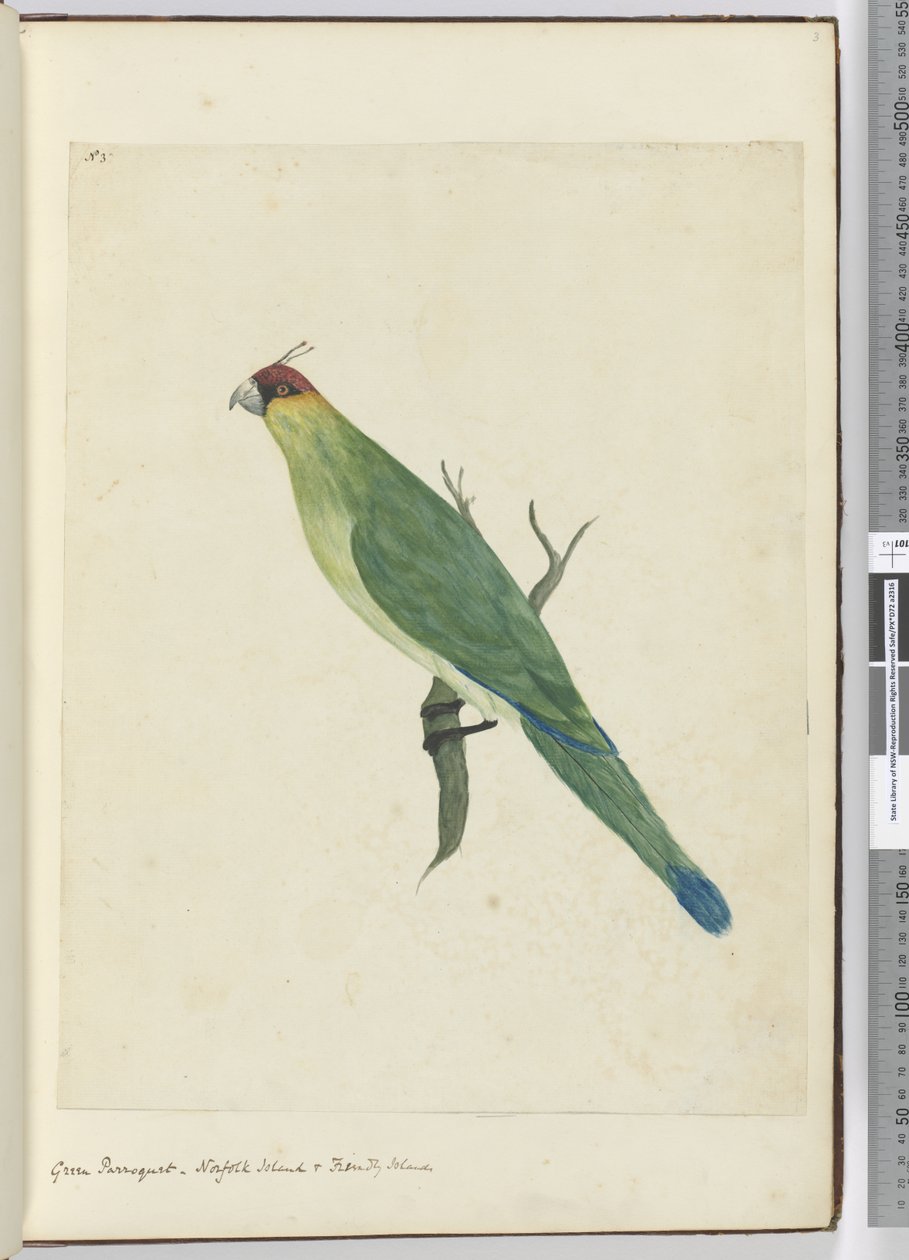 F.3 Vihreä parroketti. Norfolk Island & Friendly Islands, 1772-75 (wc) tekijältä Isaac Smith