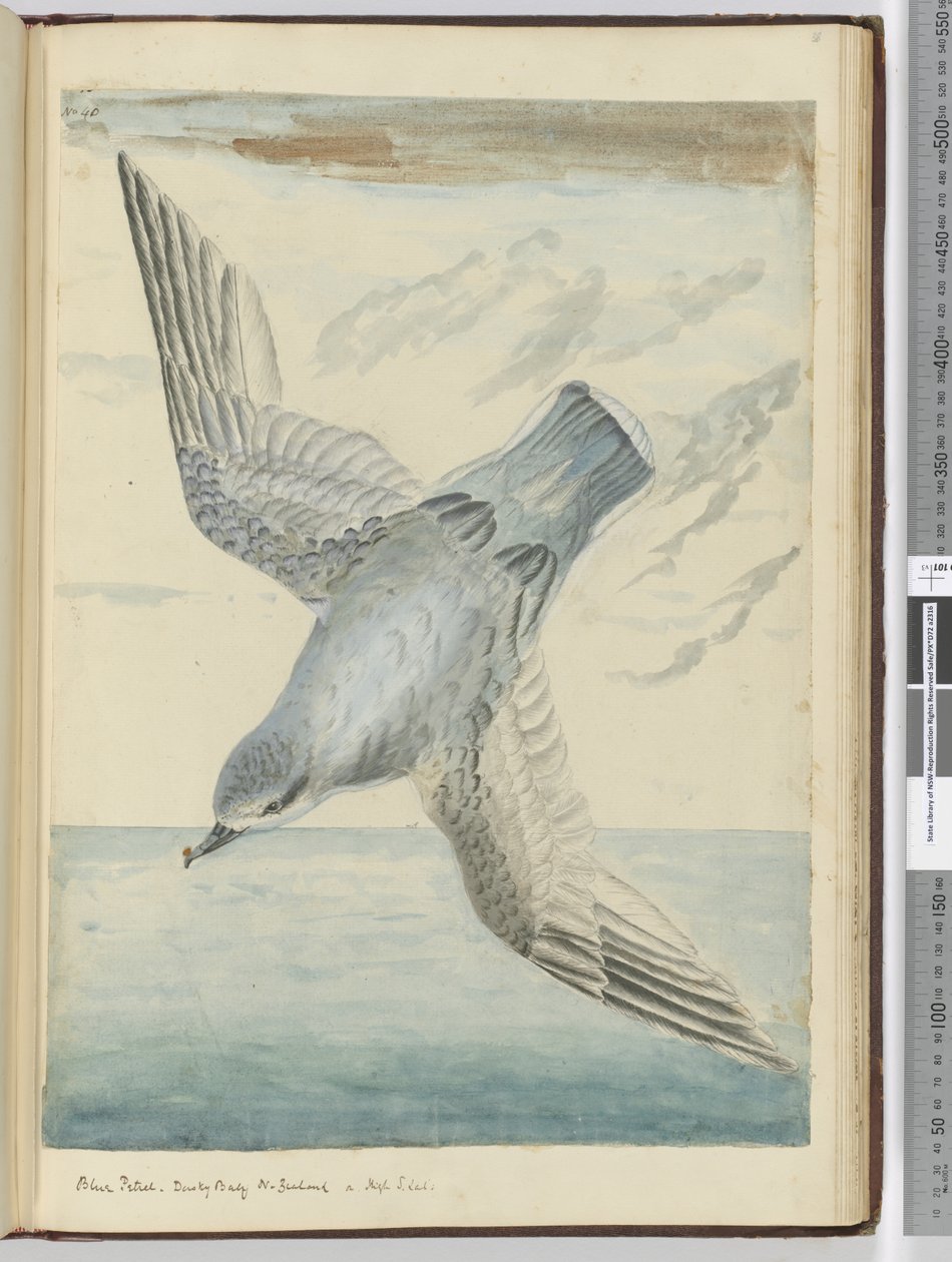 F.40 Sininen petrel. Dusky Bay Uusi-Seelanti. High S. lat., 1772-75 (wc) tekijältä Isaac Smith