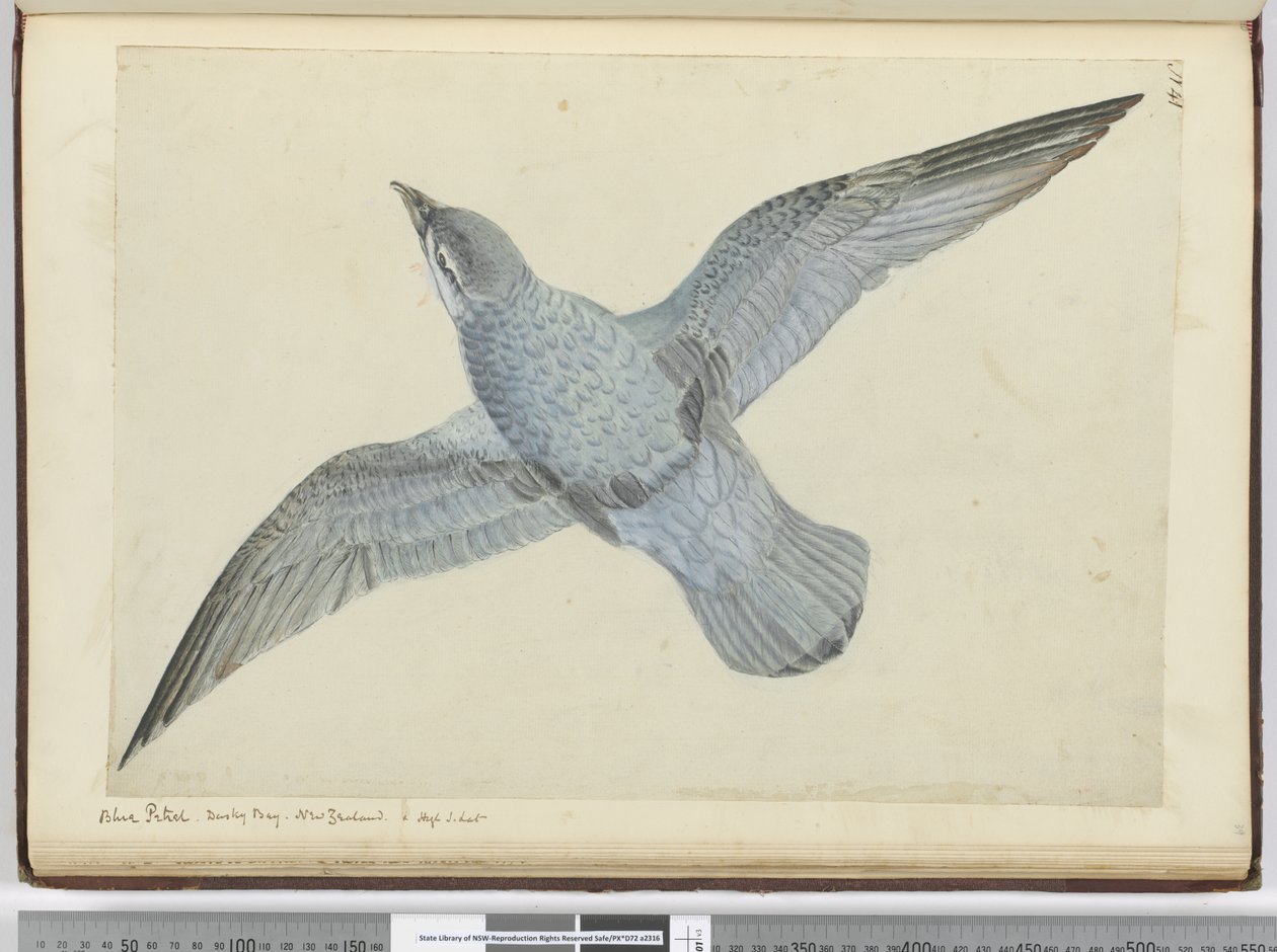 F.41 Sininen petrel. Dusky Bay Uusi-Seelanti. High S. lat., 1772-75 (wc) tekijältä Isaac Smith