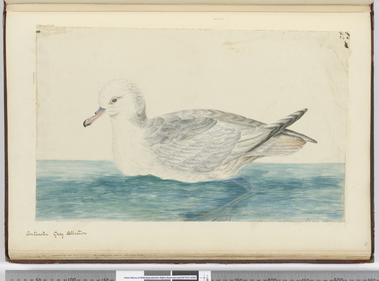 F.42 Etelämantereen harmaa albatrossi, 1772-75 (wc) tekijältä Isaac Smith