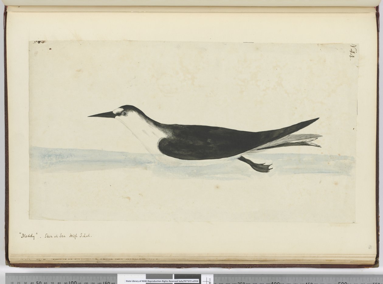 F.44 Noddy. Nähty meren korkeudessa S. lat., 1772-75 (wc) tekijältä Isaac Smith