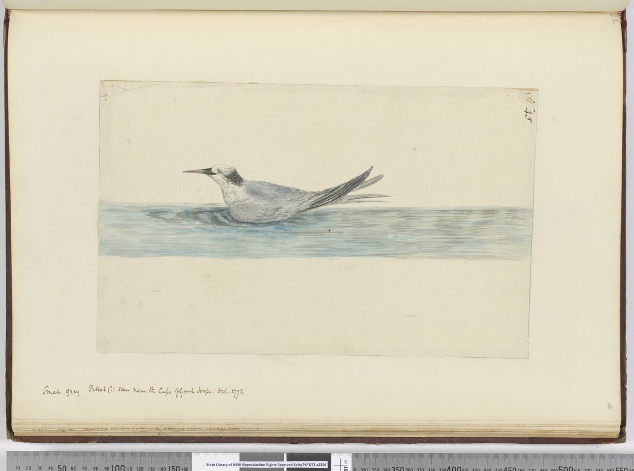 F.45 Pieni harmaa petre(?) nähty hyväntoivonniemen lähellä. lokakuu 1772, 1772-75 (wc) tekijältä Isaac Smith