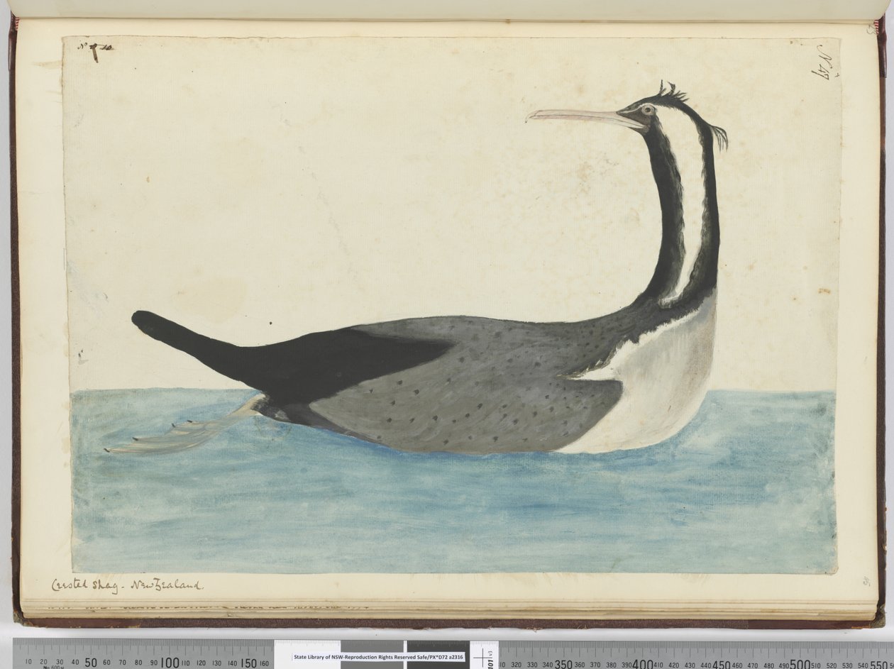 F.47 Harjashampa. Uusi-Seelanti, 1772-75 (wc) tekijältä Isaac Smith