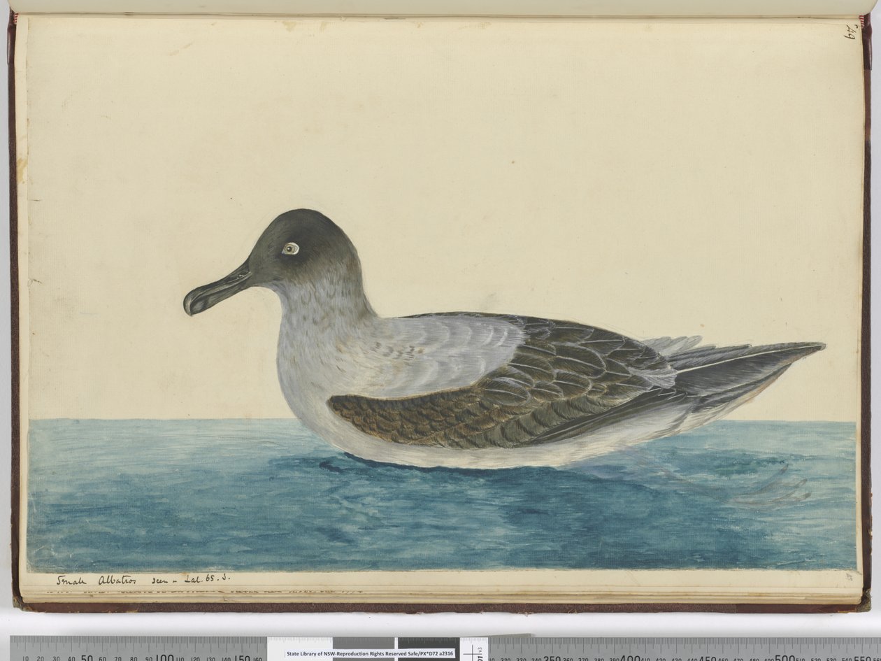 F.49 Pieni albatrossi nähty lat. 65 S., 1772-75 (wc) tekijältä Isaac Smith