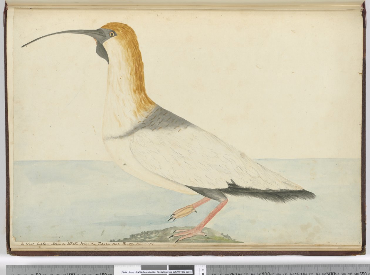 F.52 Uusi kihara. Nähty Staten Islandilla Tierra del Fuegossa tammikuussa 1774, 1772-75 (wc) tekijältä Isaac Smith