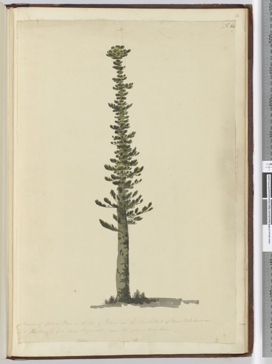 F.54 Kuusimänty Isle of Pinesissa Uuden-Kaledonian eteläpäässä ja korkea erittäin suuriin mastoihin. Nähty syyskuussa 1774..., 1772-75 (wc) tekijältä Isaac Smith