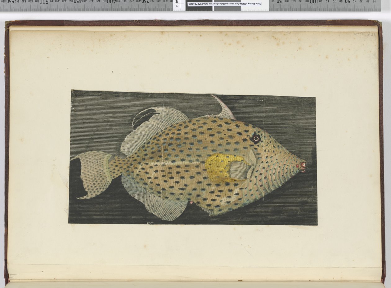 F.55 Kala nimeltä S. Jagon vanha vaimo, 1772-75 (wc) tekijältä Isaac Smith
