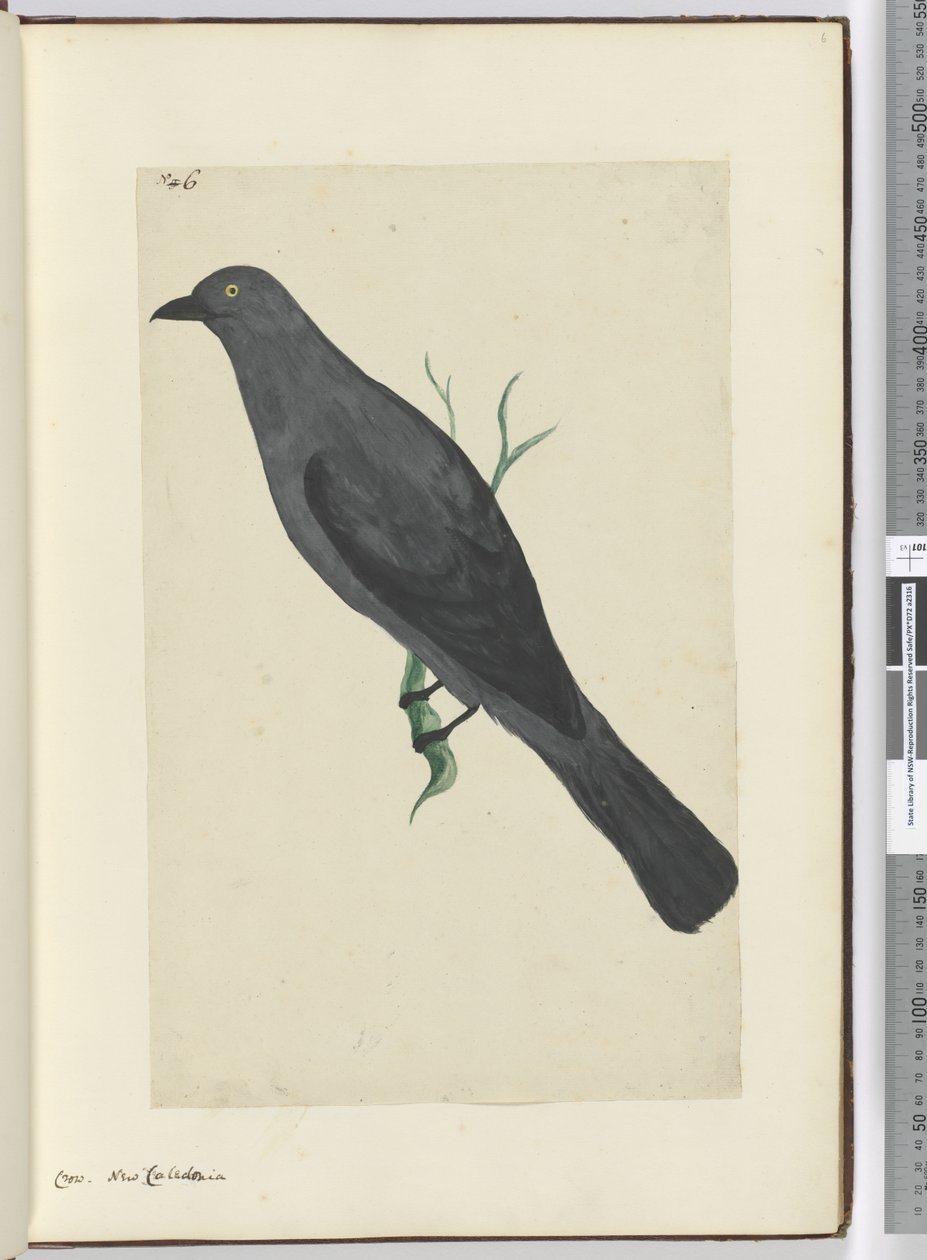 F.6 Crow. Uusi-Kaledonia, 1772-75 (wc) tekijältä Isaac Smith