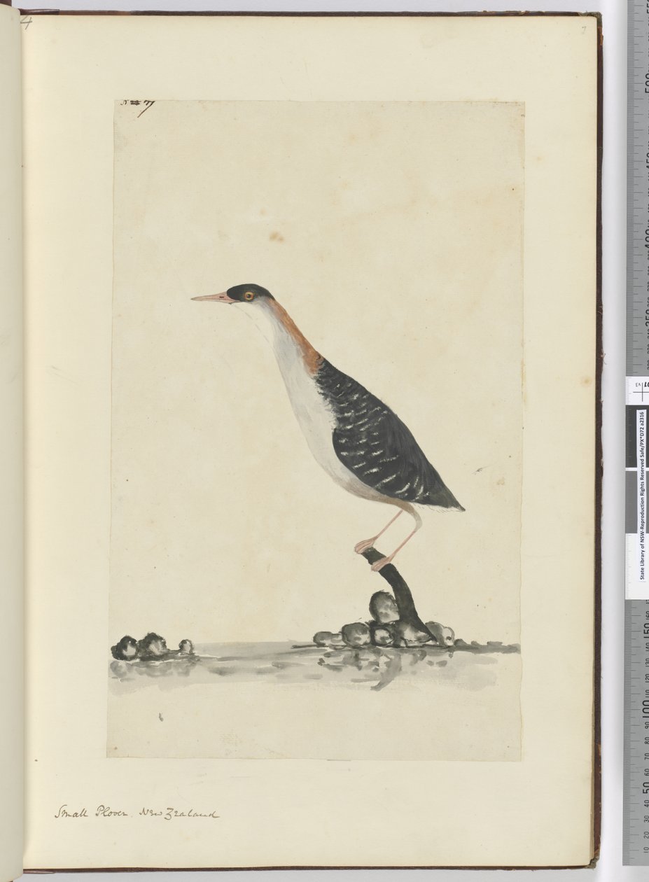 F.7 Pieni koura. Uusi-Seelanti, 1772-75 (wc) tekijältä Isaac Smith