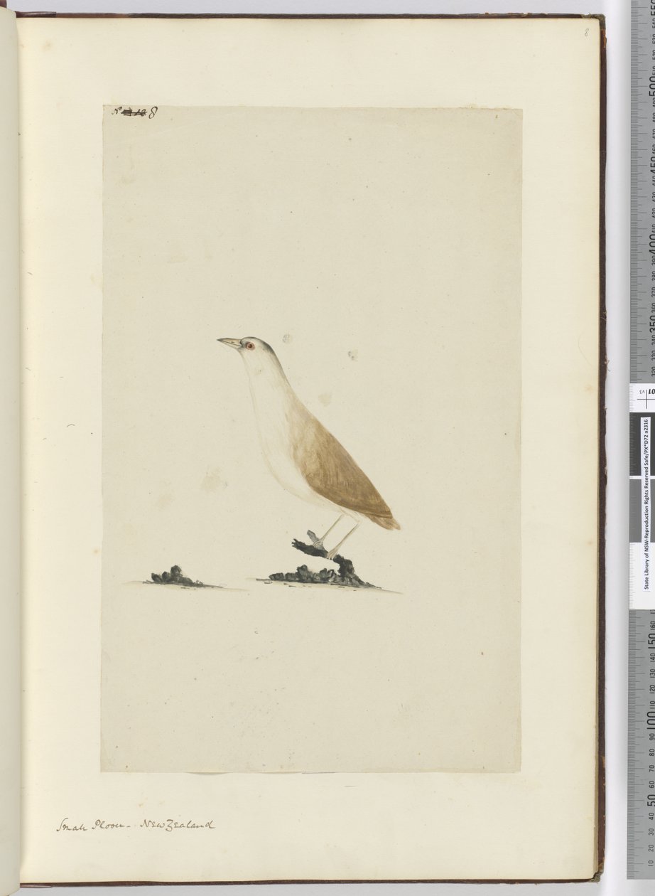 F.8 Pieni koura. Uusi-Seelanti, 1772-75 (wc) tekijältä Isaac Smith