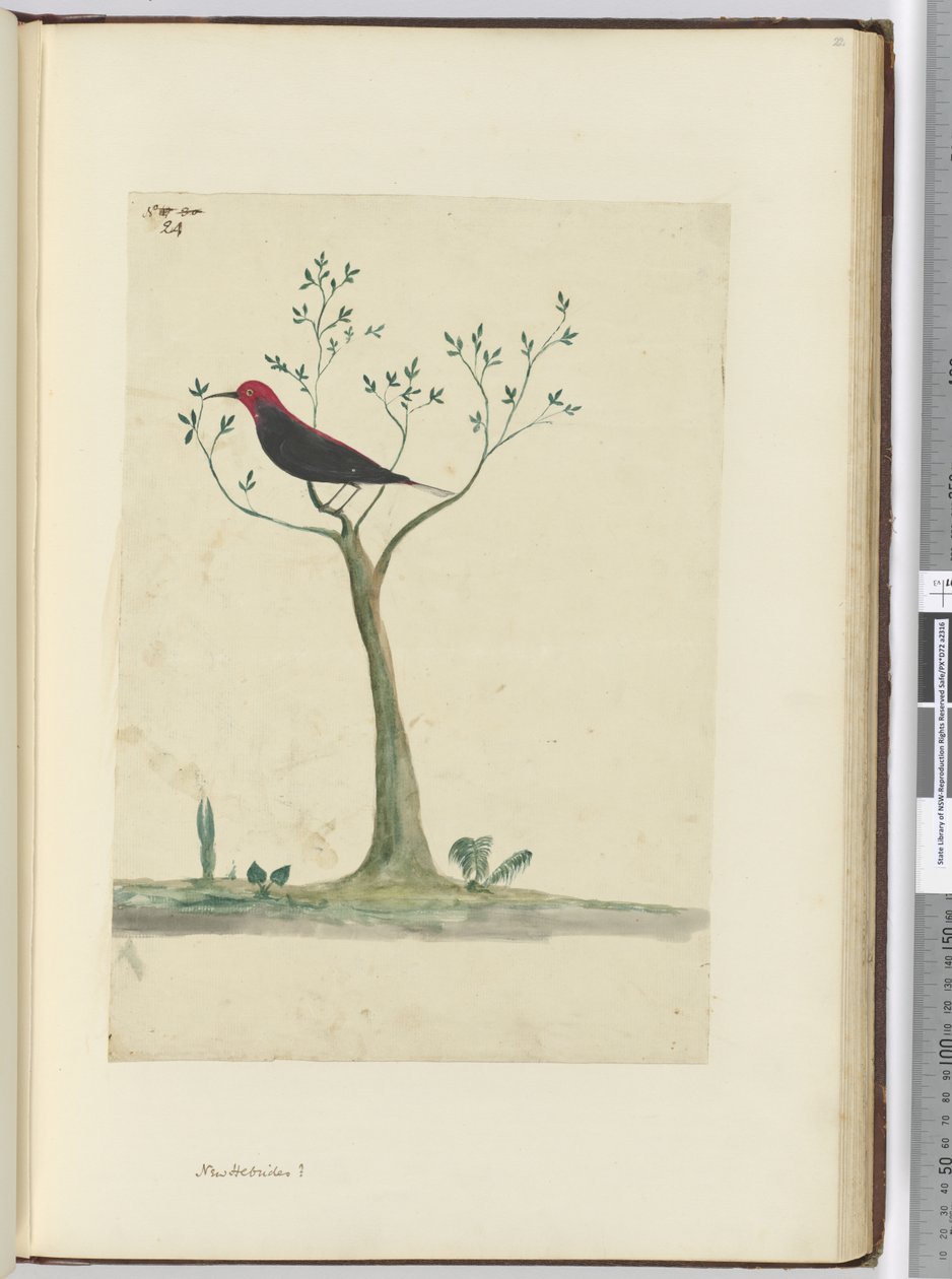 f.24 New Hebrides ?, 1772-75 (wc) tekijältä Isaac Smith