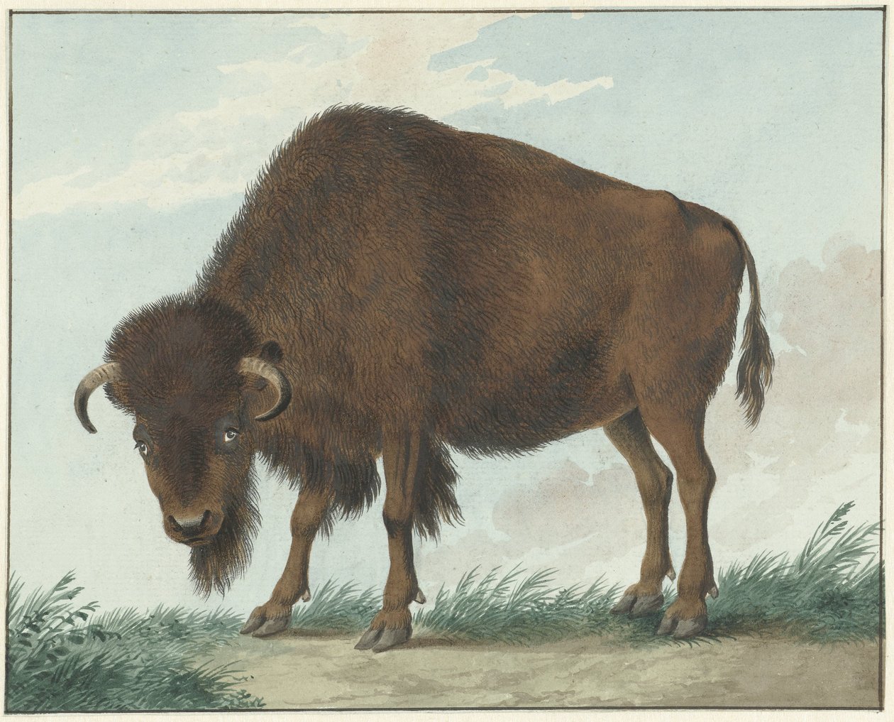 Bison tekijältä Isaac van Haastert