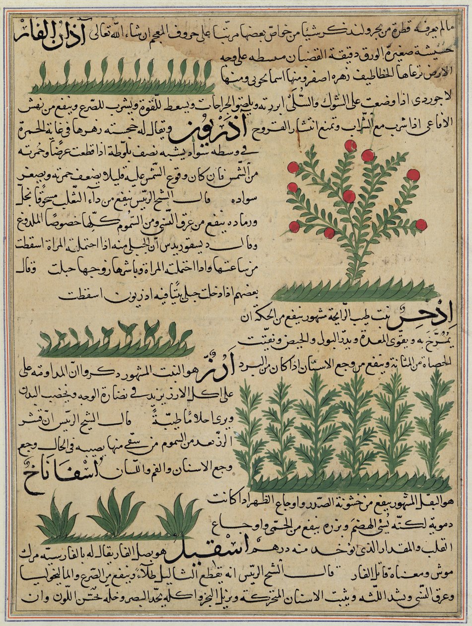 Ms E-7 fol. 142b Kasvitieteellinen kasvi, kuva Zakariya-ibn Muhammed al-Qazwinin teoksesta "Luomisen ihmeet ja olemassaolon uteliaisuudet" tekijältä Islamic School
