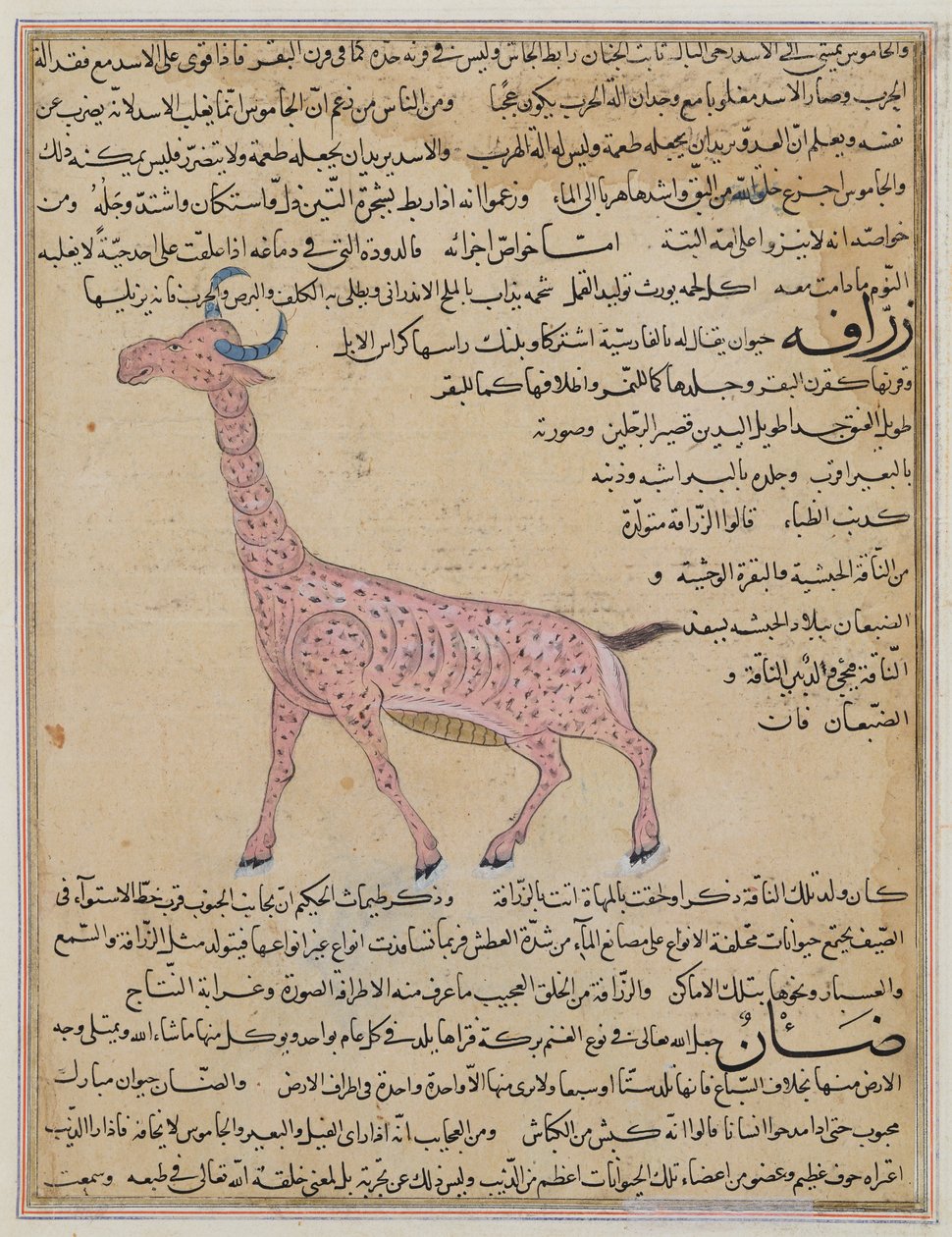 Ms E-7 fol.180 Kirahvi, Zakariya