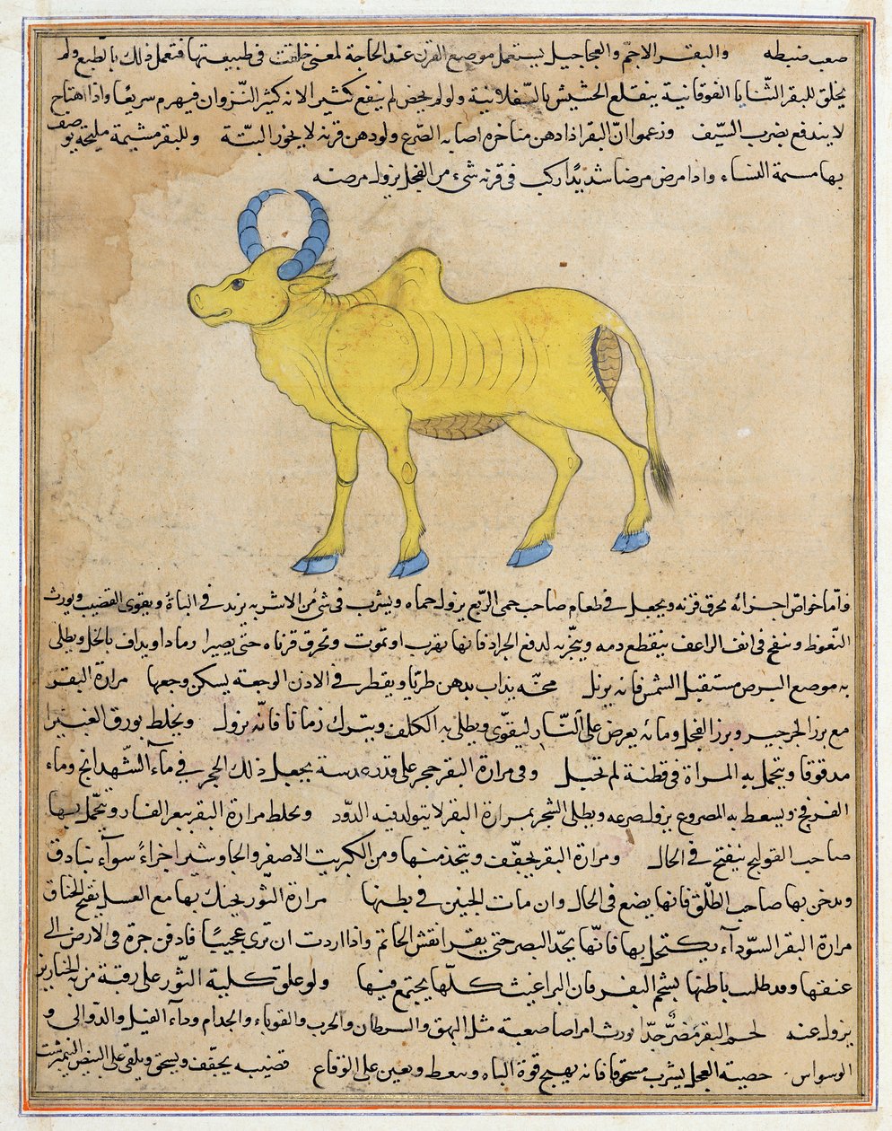 Ms E-7 fol.181b Zebu, kuva Zakariya