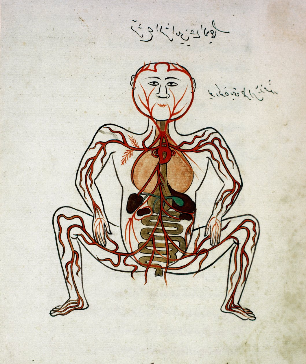Arabialainen lääketiede: "" verenkierto ja ruoansulatusjärjestelmä"" Pienoiskuva Mansur (Mansur) ibn Ilyasin (noin 1390) anatomian käsikirjoituksesta "" Tashrih bi al-Taswir"" (Kehon anatomia) (noin 1390) 1600-luku Istanbul, yliopiston kirjasto tekijältä Islamic School
