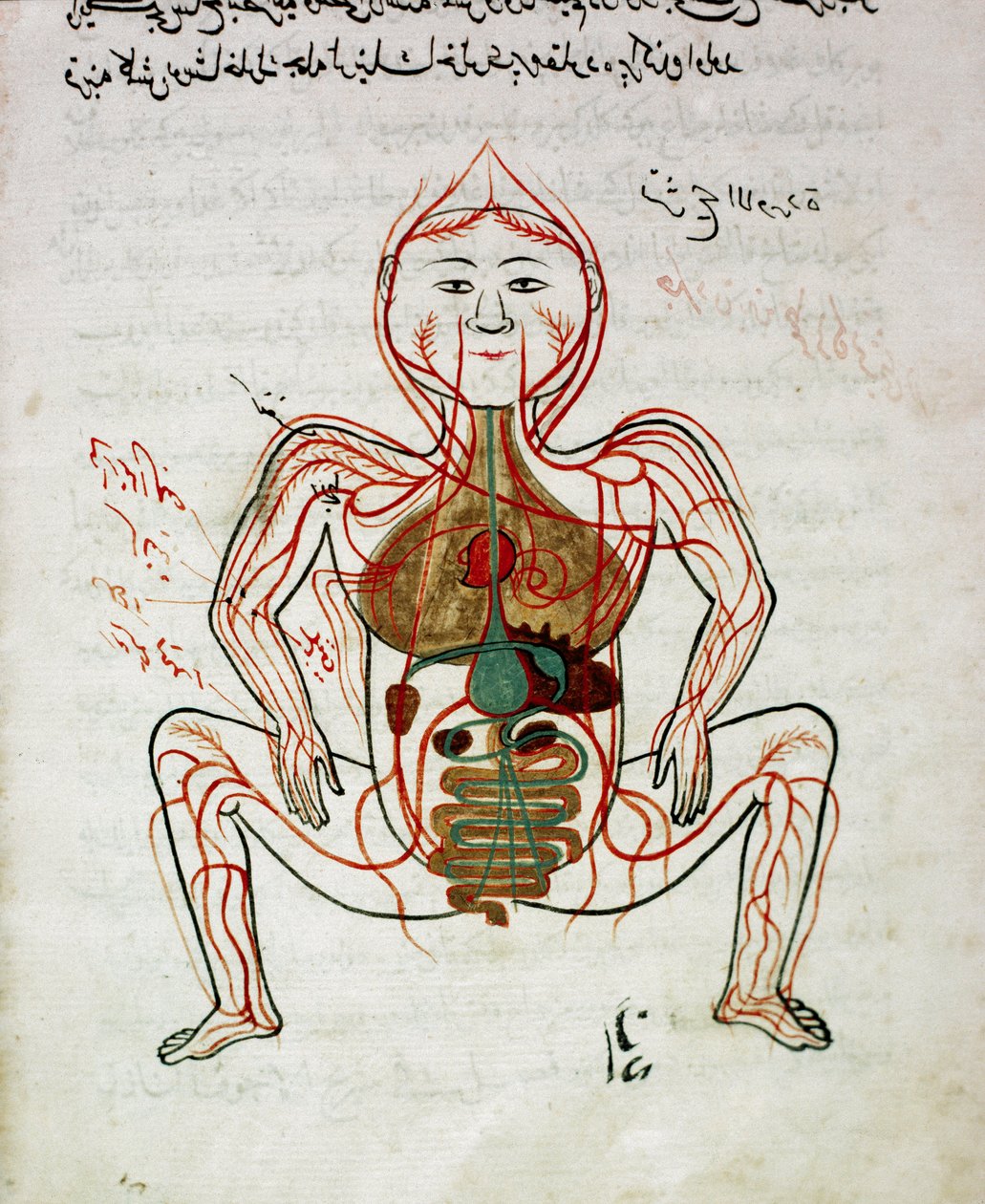 Arabialainen lääketiede: "" verenkierto ja ruoansulatusjärjestelmä"" Pienoiskuva Mansur (Mansur) ibn Ilyasin (noin 1390) anatomian käsikirjoituksesta "" Tashrih bi al-Taswir"" (Kehon anatomia) (noin 1390) 1600-luku Istanbul, yliopiston kirjasto tekijältä Islamic School
