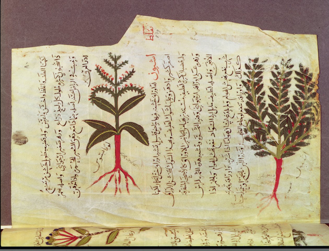 Ms. Arabe 4947 fol.84, Kasveja Dioscoriden tutkielmasta, 1200-luku tekijältä Islamic School